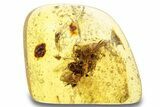 Polished Colombian Copal ( g) - Contains Spider! #263989-1